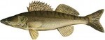 Zubáč veľkoústy / Stizostedion lucioperca